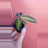 plant/Labisia sp Riau starter exact plant-1-thumbnail