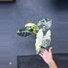 plant/Alocasia Frydek Albo/Mint-1-thumbnail