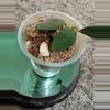 plant/Hoya Nummularioides #180-3-thumbnail