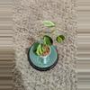 plant/Philodendron Cream Splash #183-1-thumbnail