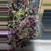 plant/Coleus cuttings only NOT yet rooted-1-thumbnail