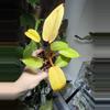 plant/Jungle Fever Yellow-1-thumbnail