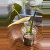 plant/Philodendron Melanochrysum top cut-1-thumbnail