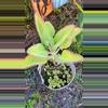 plant/Kalanchoe Mother of Thousands starter plants growers choice-0-thumbnail
