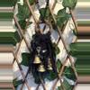 plant/Black witch bells -0-thumbnail