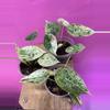 plant/Alocasia dragon scale mint-0-thumbnail