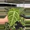 plant/Anthurium silver blush x papillilaminum starter plant growers choice-0-thumbnail
