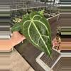 plant/Anthurium Magnificum x crystallinum dark form 4” pot growers choice-1-thumbnail