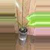 plant/Schismatoglottis Wallichii-2-thumbnail