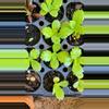 plant/Kalanchoe Mother of Thousands starter plants growers choice-1-thumbnail