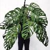 plant/Monstera esqueleto starter plant growers choice-0-thumbnail