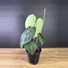 plant/Anthurium Clarinervium 4”  1768-1-thumbnail