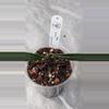 plant/Hoya sulawesiana-1-thumbnail