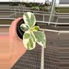 plant/Variegated Fiddle leaf fig “ficus lyrata” 4” pot growers choice-4-thumbnail