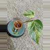 plant/Marble Queen Pothos #181-3-thumbnail