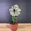 plant/Euphorbia Lactea Cristata/ Mermaid Tail 4” 1792-1-thumbnail