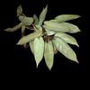 plant/Philodendron Atabapoense-1-thumbnail