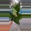 plant/Anthurium Hookerii Variegated-1-thumbnail