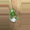plant/Philo Rojo Congo pups-0-thumbnail
