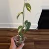 plant/Scindapsus Blue Albo-4-thumbnail