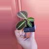 plant/Labisia sp Riau starter exact plant-2-thumbnail