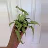 plant/Syngonium Silver fox-0-thumbnail