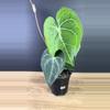 plant/Anthurium Clarinervium 4”  1768-2-thumbnail