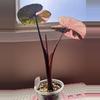 plant/Alocasia Pink Serendipity CORM-1-thumbnail