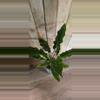 plant/Philodendron Ring of Fire-2-thumbnail