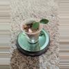 plant/Hoya Nummularioides #180-0-thumbnail