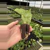 plant/Anthurium silver blush x papillilaminum starter plant growers choice-6-thumbnail
