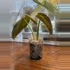plant/Philodendron Melanochrysum top cut-0-thumbnail