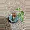 plant/Marble Queen Pothos #181-2-thumbnail