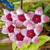 plant/Hoya sulawesiana-4-thumbnail