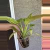 plant/Caulkins gold Philodendron-1-thumbnail