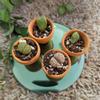 plant/10 Mini 1" Terracotta pots-2-thumbnail
