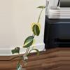 plant/Scindapsus Blue Albo-2-thumbnail