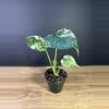 plant/Monstera Mint 3.5” 1797-0-thumbnail