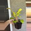 plant/Golden goddess philodendron-1-thumbnail
