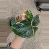 plant/Syngonium Albo #187-2-thumbnail