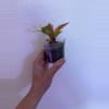 plant/Prince of Orange philodendron-1-thumbnail
