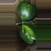 plant/Hoya Kerri Inner Varigated-2-thumbnail
