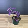 plant/Tradescantia Pink Paradise 4” / grower’s choice-1-thumbnail