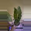 plant/Alocasia Frydek Albo/Mint-0-thumbnail