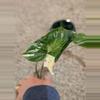 plant/Syngonium Albo #187-3-thumbnail