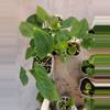 plant/Pap RA 6 x eyewall 1 seedling starter-1-thumbnail