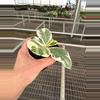 plant/Variegated Fiddle leaf fig “ficus lyrata” 4” pot growers choice-3-thumbnail