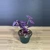 plant/Tradescantia Pink Paradise 4” / grower’s choice-0-thumbnail