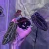 plant/Anthurium Zara Michelle x (Black Widow x Michelle)-1-thumbnail