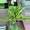 plant/KAJ UPS upgrade-0-thumbnail